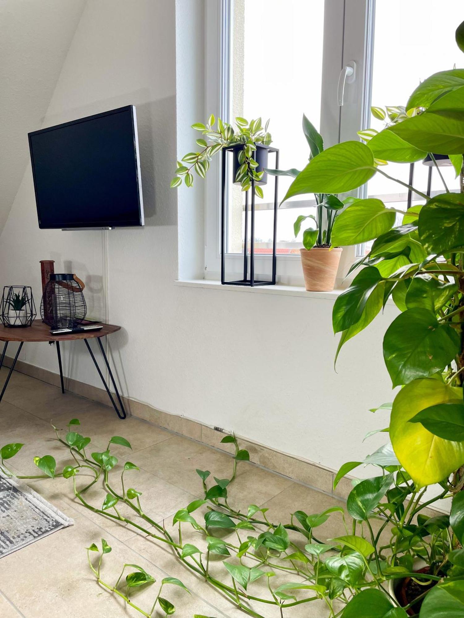 Ahaus: Stadtoase Mit Terrasse & Privater Garage エクステリア 写真